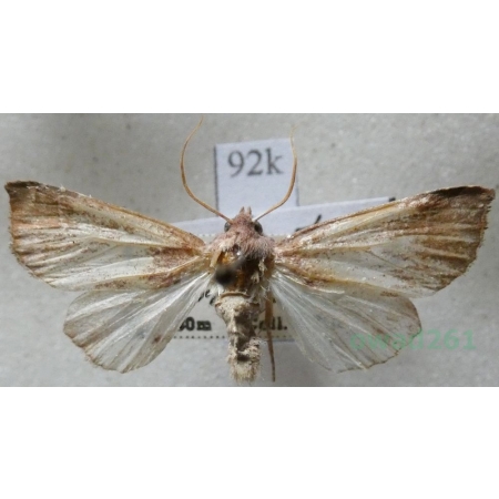 Atethmia ambusta (Denis & Schiffermüller, 1775) Czech92k